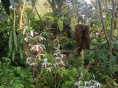 -中国科学院西双版纳热带植物园