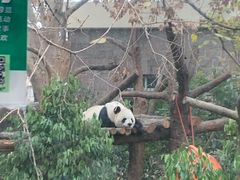 -成都动物园