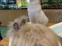 -藦茜花园宠物主题亲子互动体验馆(国顺东路店)