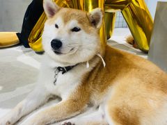 -柴务处·柴犬主题狗咖