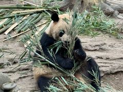 -都江堰中华大熊猫苑