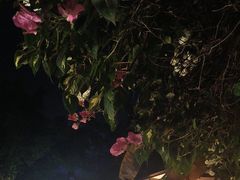 -品德宏·孔雀宴的发源地(金塔园店)