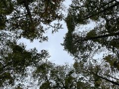 -东平国家森林公园