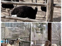 -青藏高原野生动物园