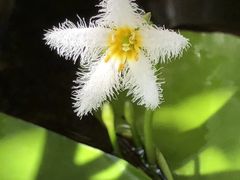 -双季花艺园艺市场(浦东店)