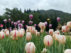 -深圳仙湖植物园