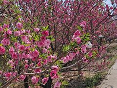 -北京西山国家森林公园