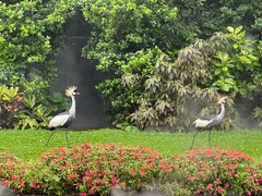 -广州长隆飞鸟乐园
