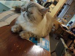 -猫色咖啡·猫咖
