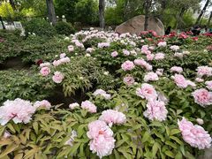 -莲花池公园