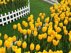 -洛阳郁金香牡丹园