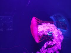 -欢乐海岸海洋奇梦馆