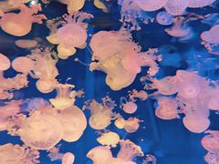 -海合安成都极地海洋公园