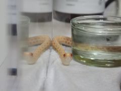 -酷以爬仙阁实体爬宠店·守宫·蜥蜴·专业繁育