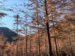 -小芝红树林
