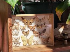 -自由生长植物工作室(深港花卉中心店)