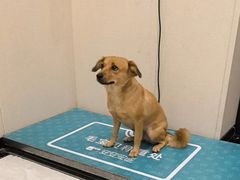 -安安宠医宠物医院·异宠·犬猫内科(岳阳分院)