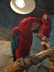 -Zoolung Zoolung动物主题公园(海信广场店)