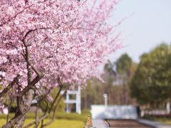 -白塘生态植物园