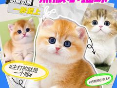 -70cat德文卷毛猫·缅因猫纯种猫舍