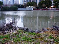 -苏州河梦清园环保主题公园