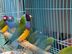 -青石桥花鸟鱼虫市场(叠翠城店)