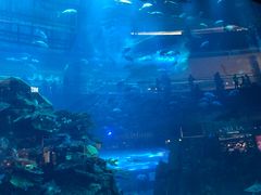 -迪拜水族馆及水下动物园