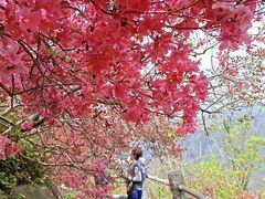 -木兰云雾山