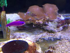 -芜湖新华联大白鲸海洋公园