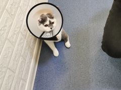 -瑞鹏宠物医院·爱宠堂(环西分院)