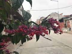 -黄埔古港