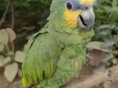 -南宫五洲植物乐园