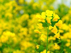 -桤木河湿地公园