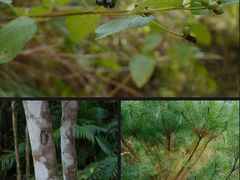 -马峦山郊野公园