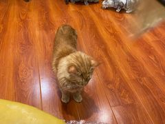 -猫小院猫主题咖啡厅(北锣店)