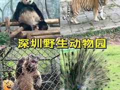 -深圳野生动物园