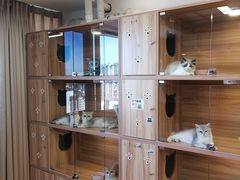 -猫十亿·布偶金渐层·曼基康矮脚猫舍(青年路店)
