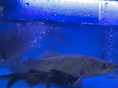 -韩妹鱼庄·泸定老字号(泸定店)