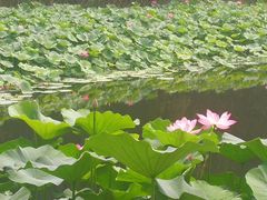 -白洋淀景区