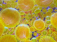 -海合安武汉极地海洋公园