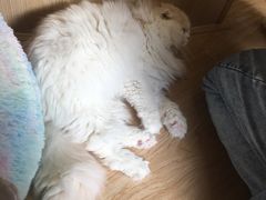 -猫和宫(六道口店)