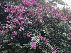 -云溪植物园