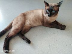 -飞行喵MR PILOT|猫舍·猫咖(静安大融城店)