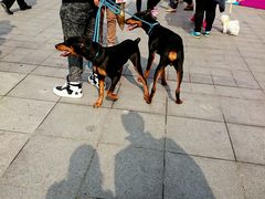 android_upload_pic-东浩兰生上海世博展览馆