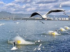 -海埂大坝