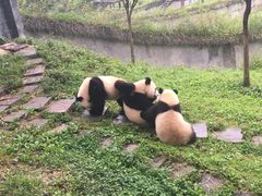 -中国大熊猫保护研究中心雅安碧峰峡基地