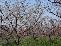 -上海海湾国家森林公园
