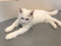 -飞行喵MR PILOT|猫舍·猫咖(静安大融城店)