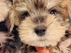 -翊宠yipet猫狗购宠庄园犬舍•猫舍