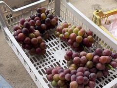 -马陆小张葡萄园农家乐